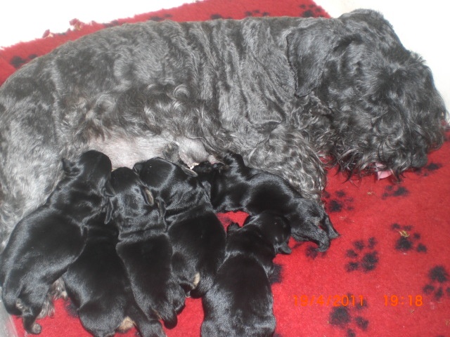 Des petits roys de mae - Terrier Tchèque - Portée née le 12/04/2011