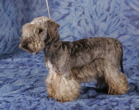CH. Vasko Des petits roys de mae